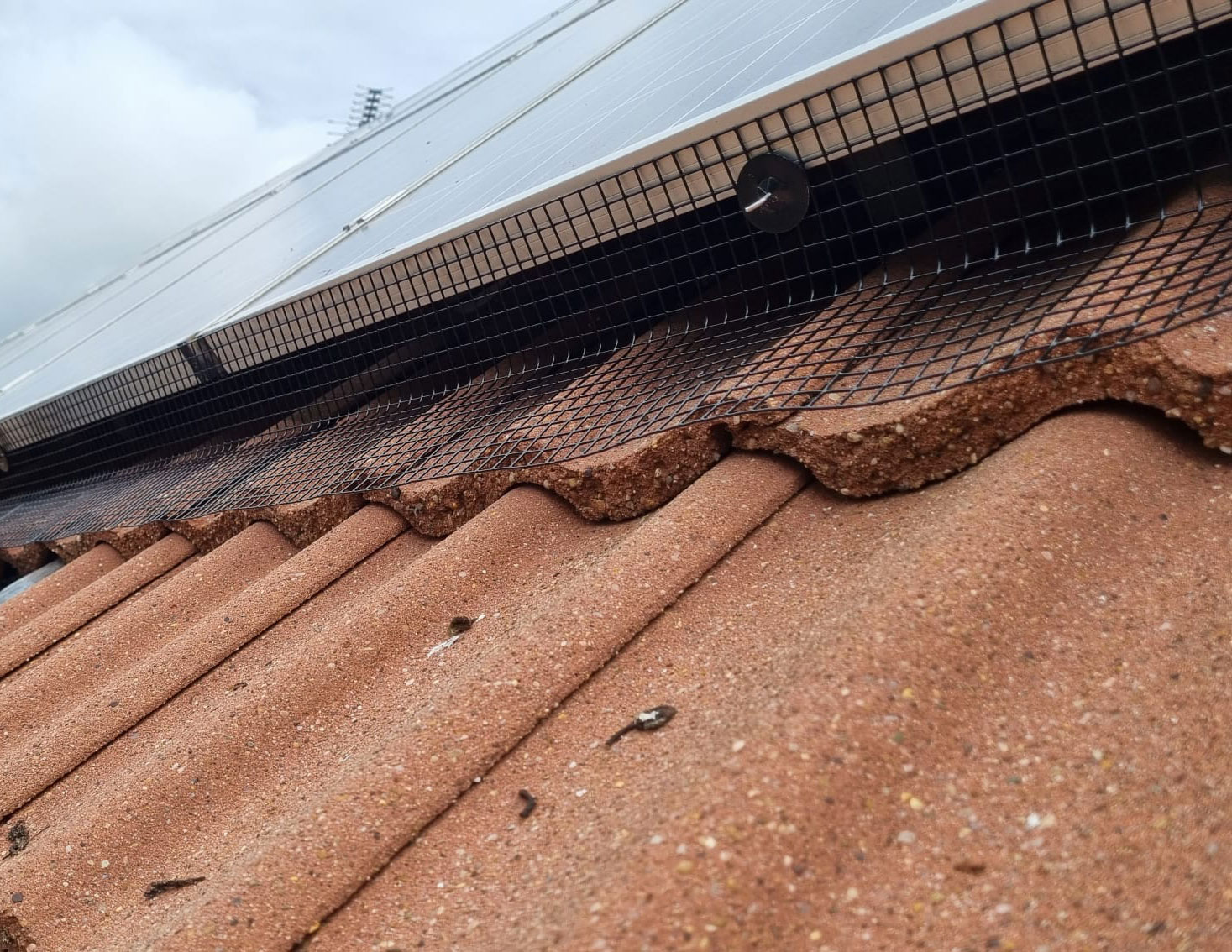 Pigeon Proofing Solar Panels in Bingham