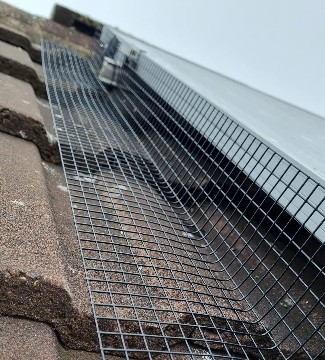 Pigeon+Proofing+Solar+Panels+in+Long+Eaton