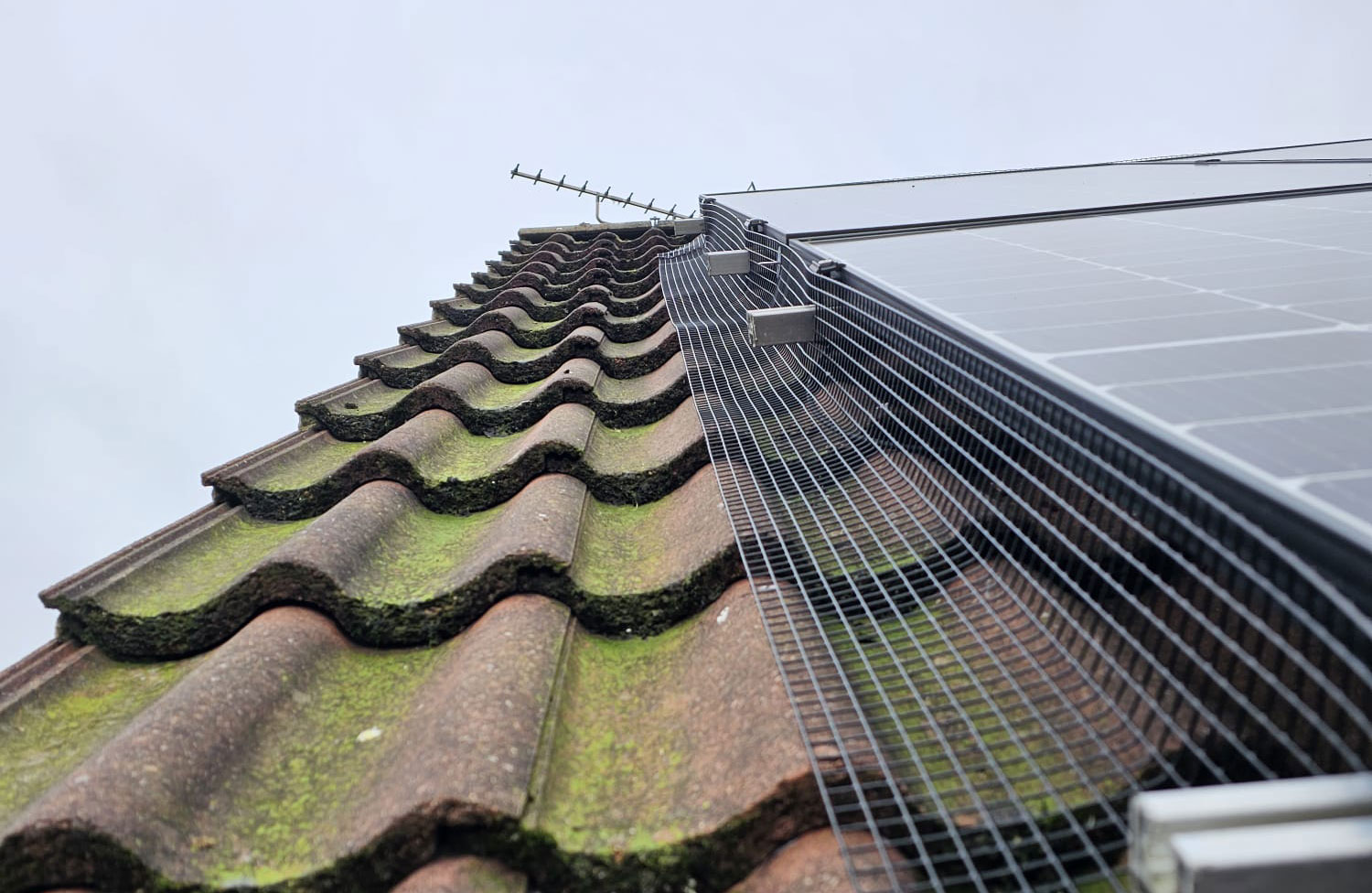 Pigeon Proofing Solar Panels in Sutton-in-Ashfield