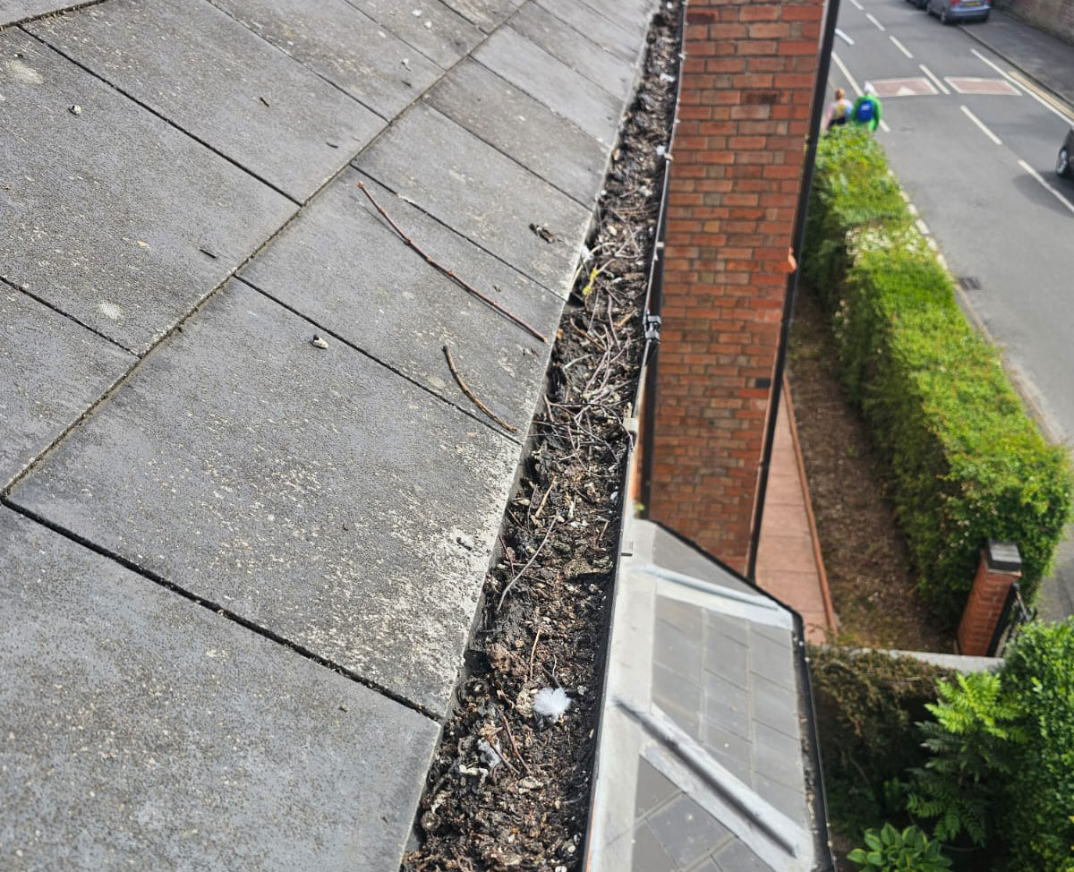 Pigeon Proofing Solar Panels in Beeston