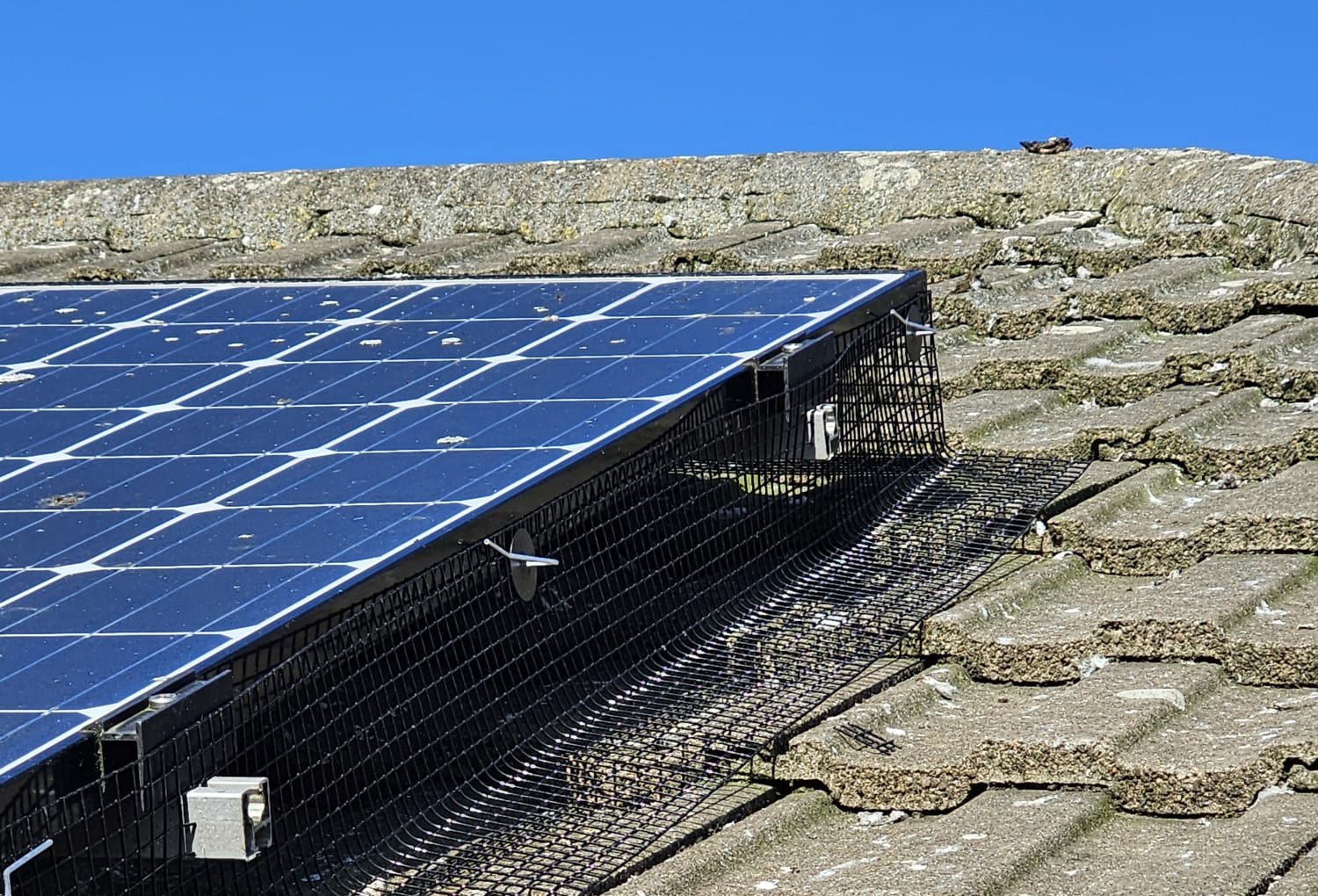 Preventing Pigeons From Nesting Under Solar Panels in Mapperley