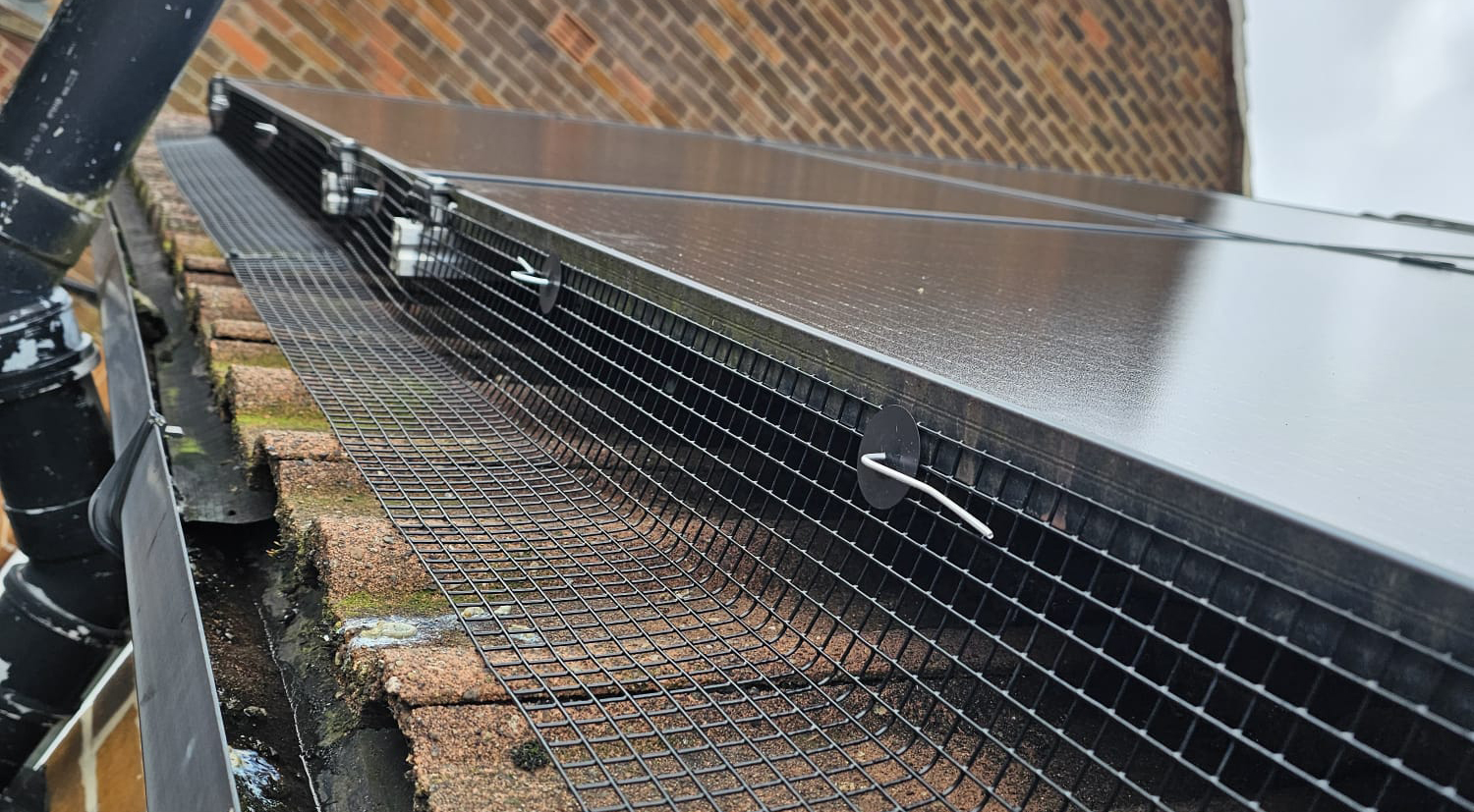 Pigeon Proofing Solar Panels in Sheffield