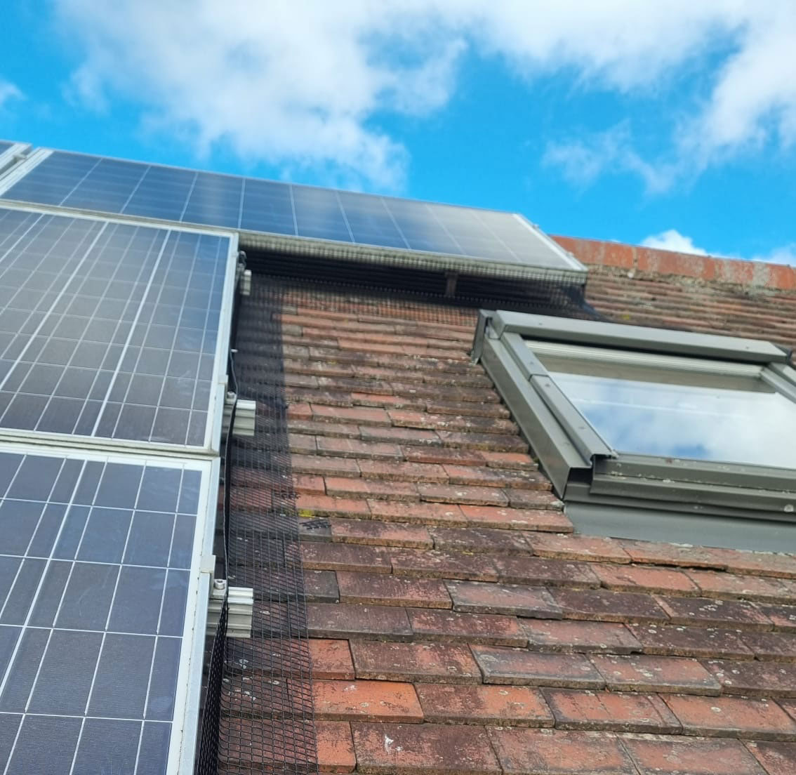 Pigeons Under Solar Panels in Arnold