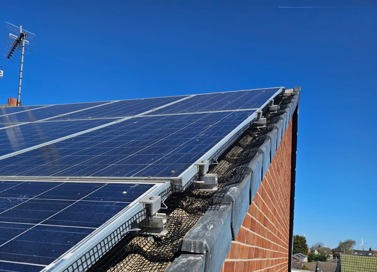 Pigeons Under Solar Panels in Aston, Sheffield