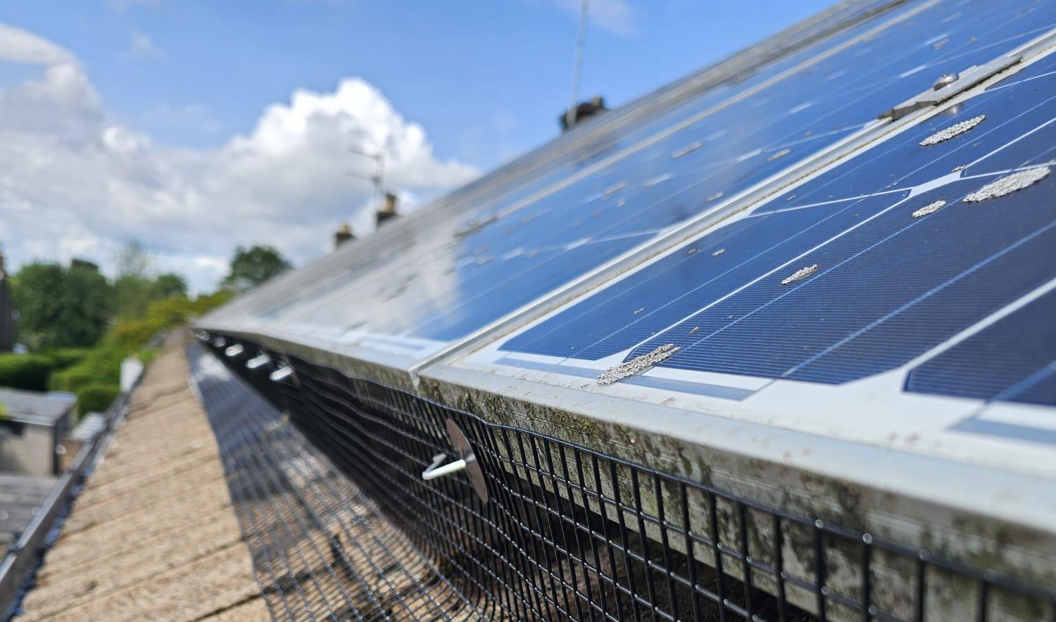 More+Pigeons+Interested+in+Solar+Panels+in+Beeston