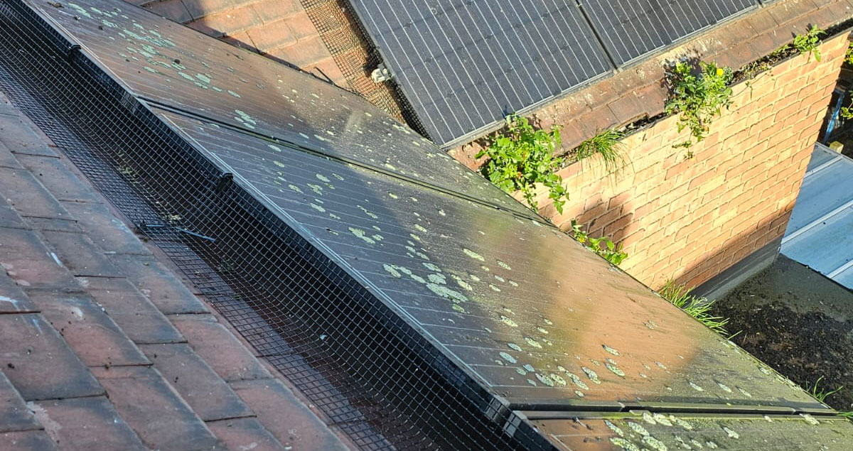 Pigeon Proofing Solar Panels In Beeston