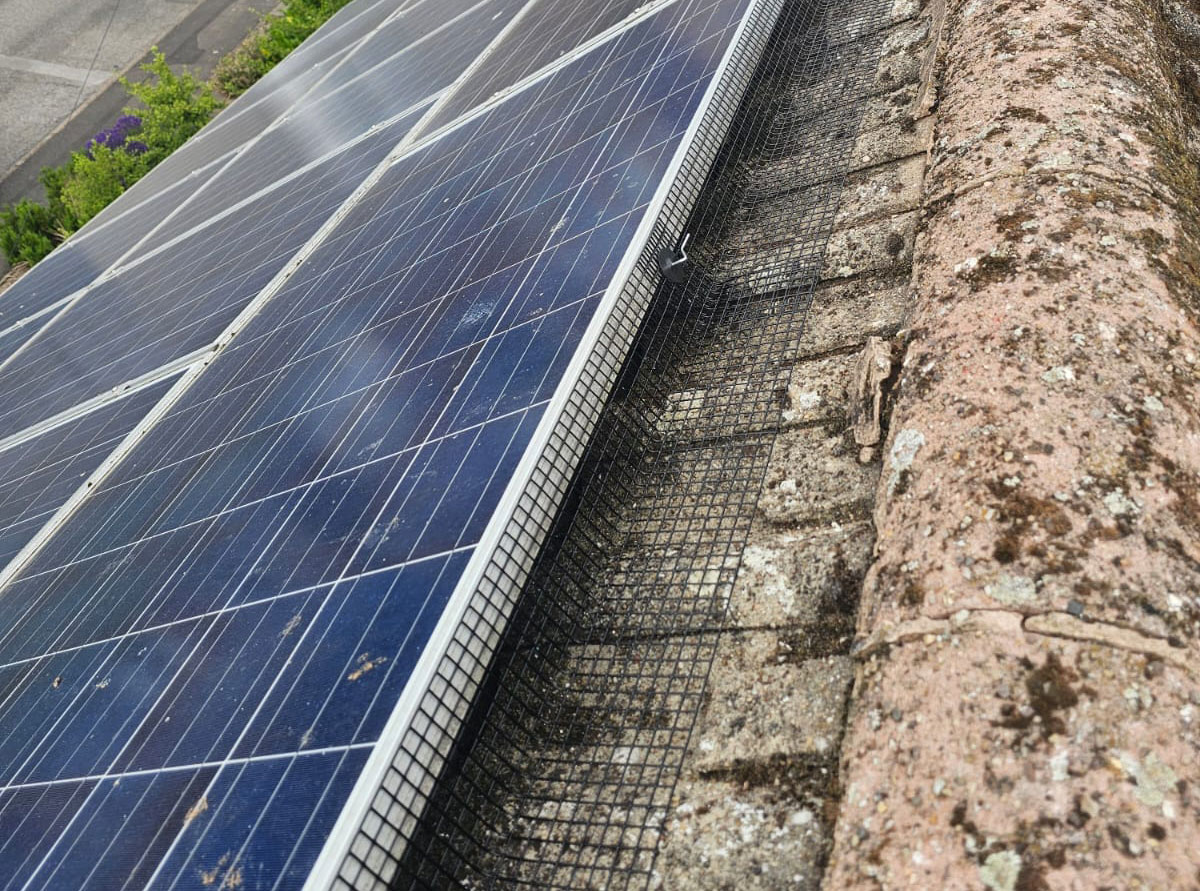 Preventing Pigeons From Nesting Under Solar Panels in Chesterfield