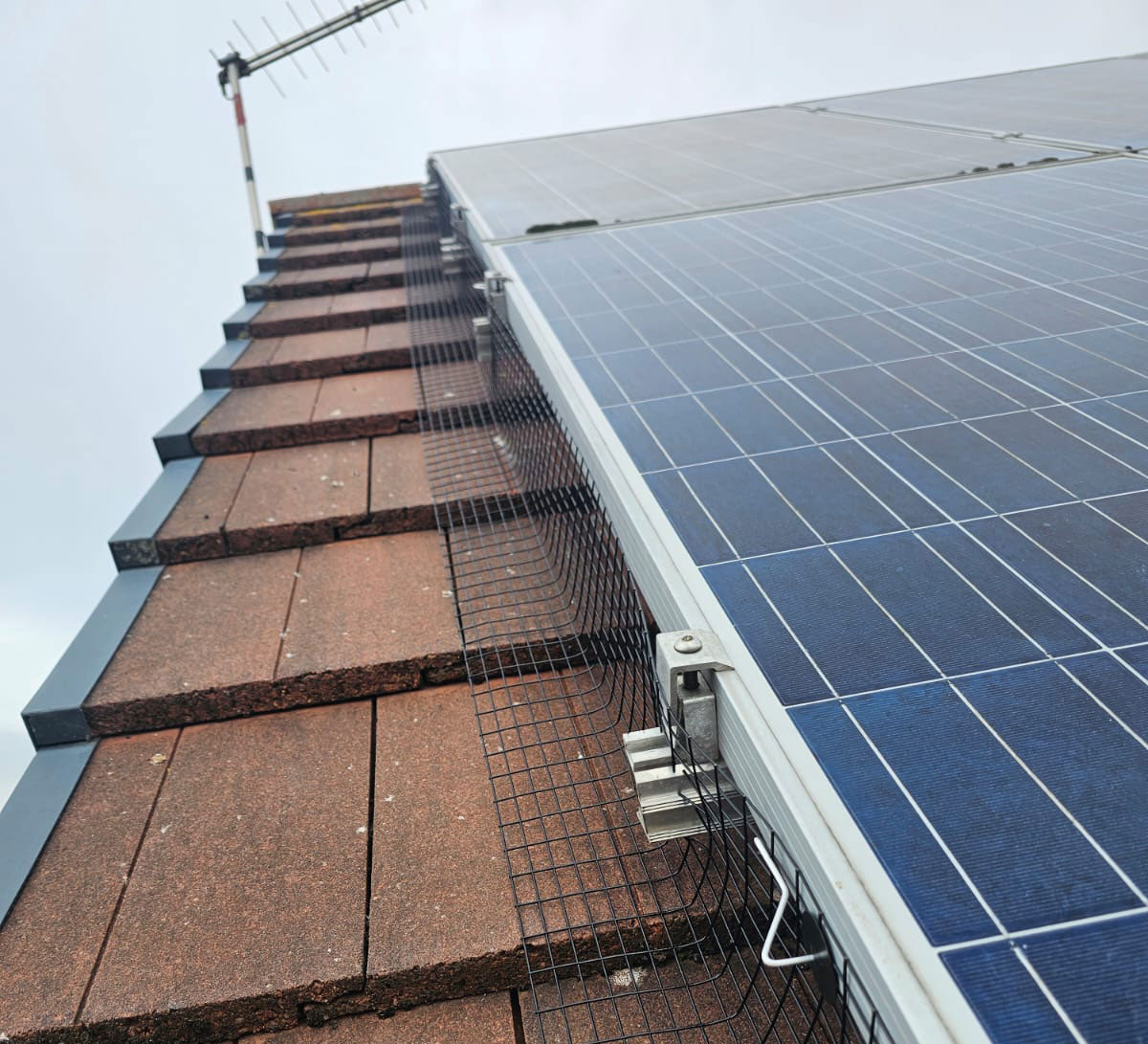 Protecting Solar Panels From Pigeons in East Leake