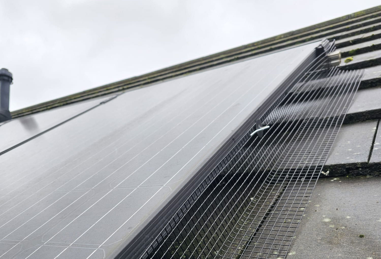 Protecting Solar Panels From Pigeons in Oakham