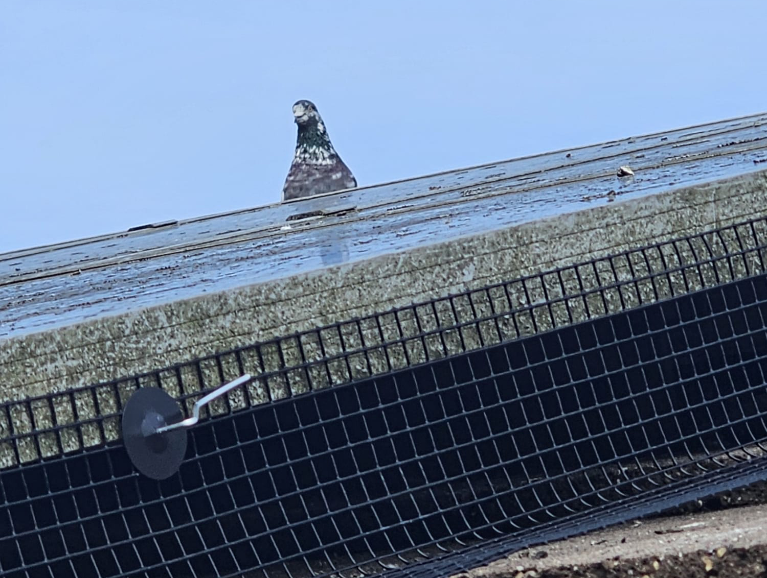 Protecting Solar Panels from Pigeons in Hucknall