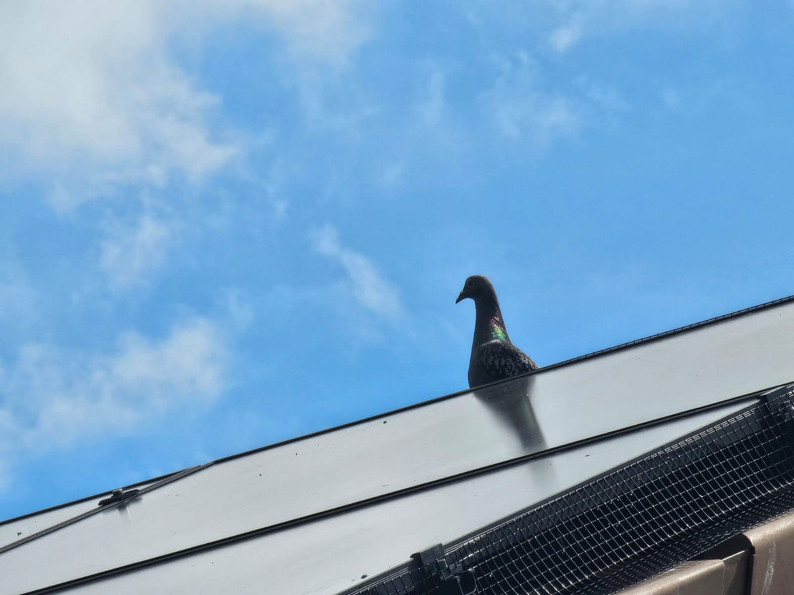 Preventing Pigeons From Nesting Under Solar Panels in Sandiacre