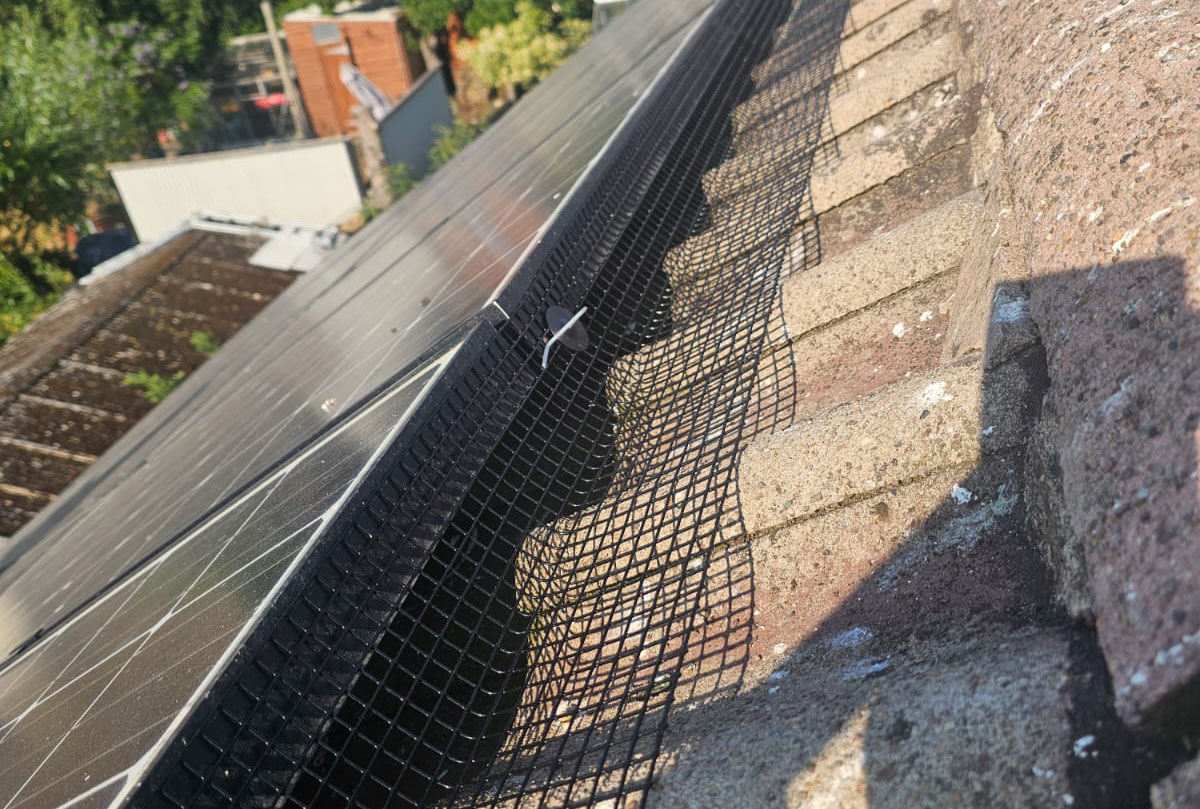 Pigeon Proofing Solar Panels in Tamworth