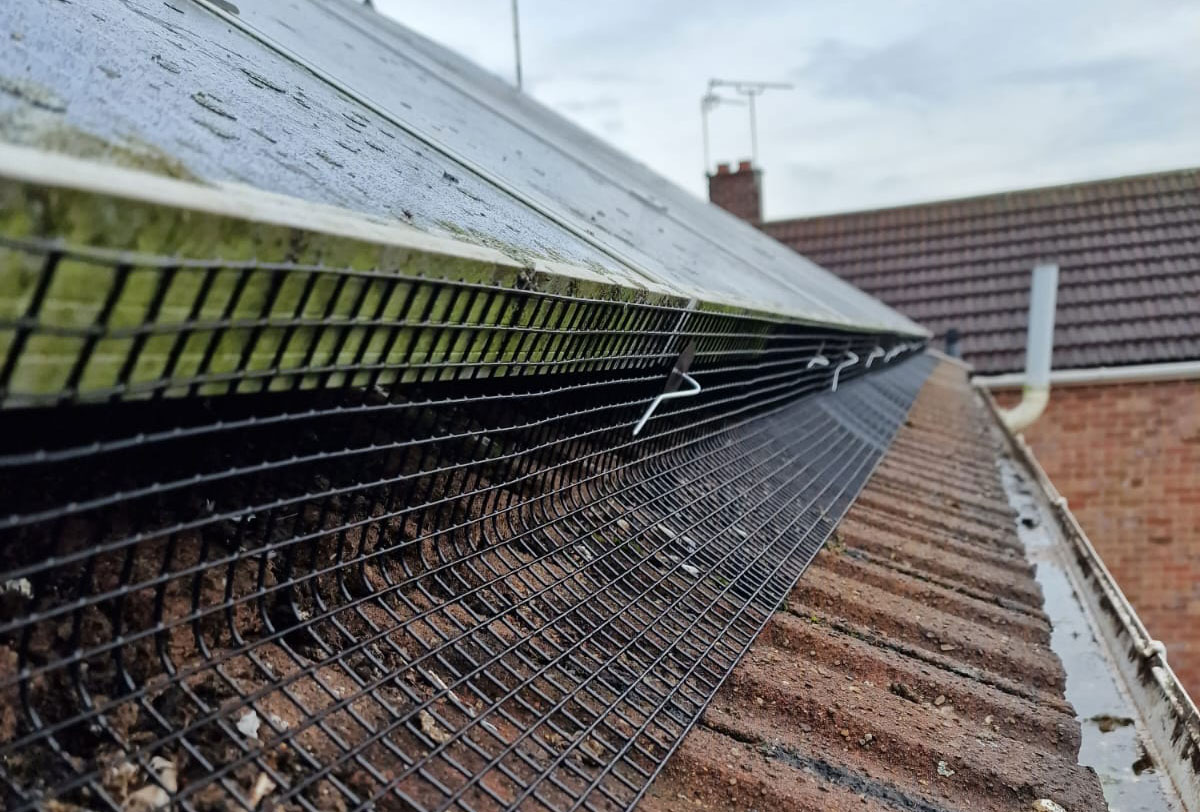 Pigeons Under Solar Panels in West Bridgford