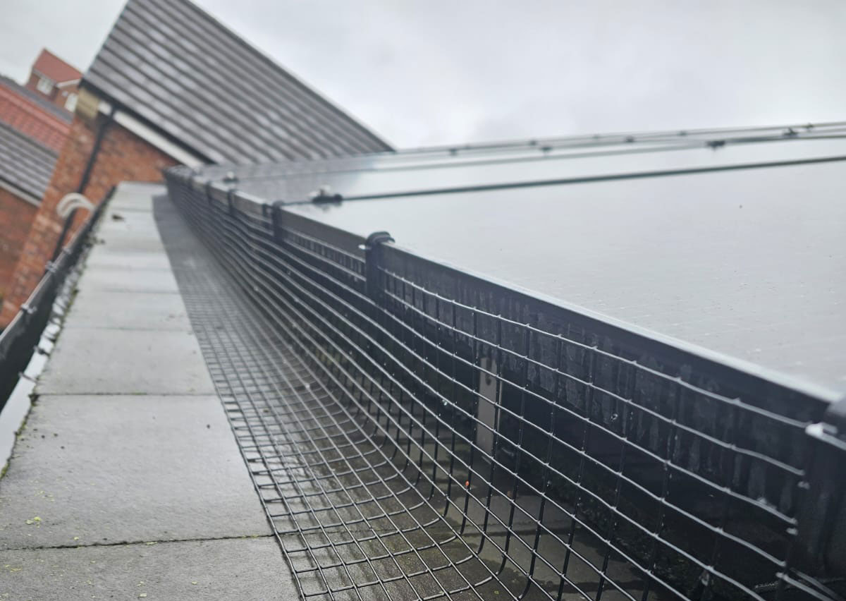 Pigeons Nesting Under Solar Panels in Worksop