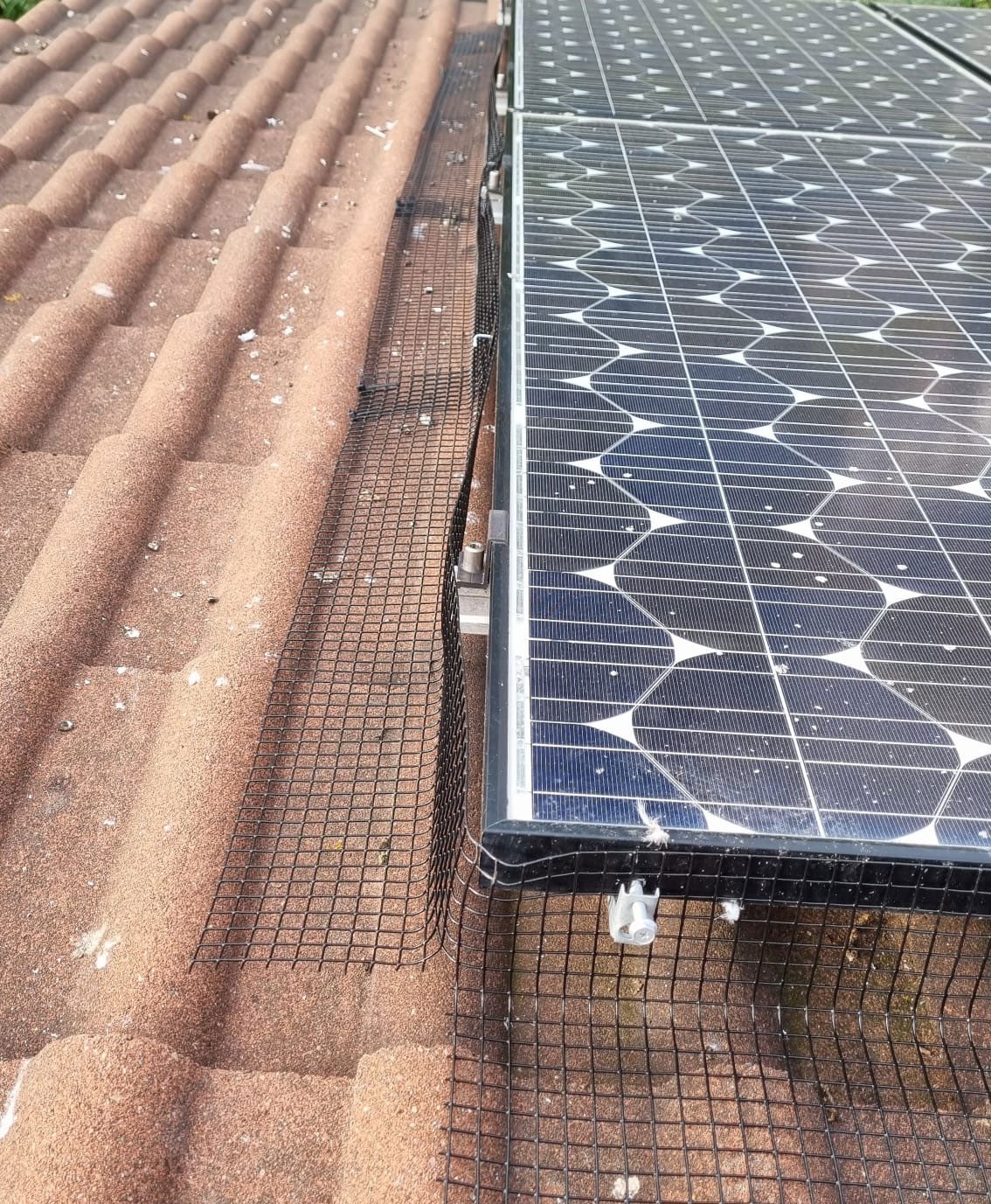Solar+Panel+Pigeon+Proofing+in+Colwick