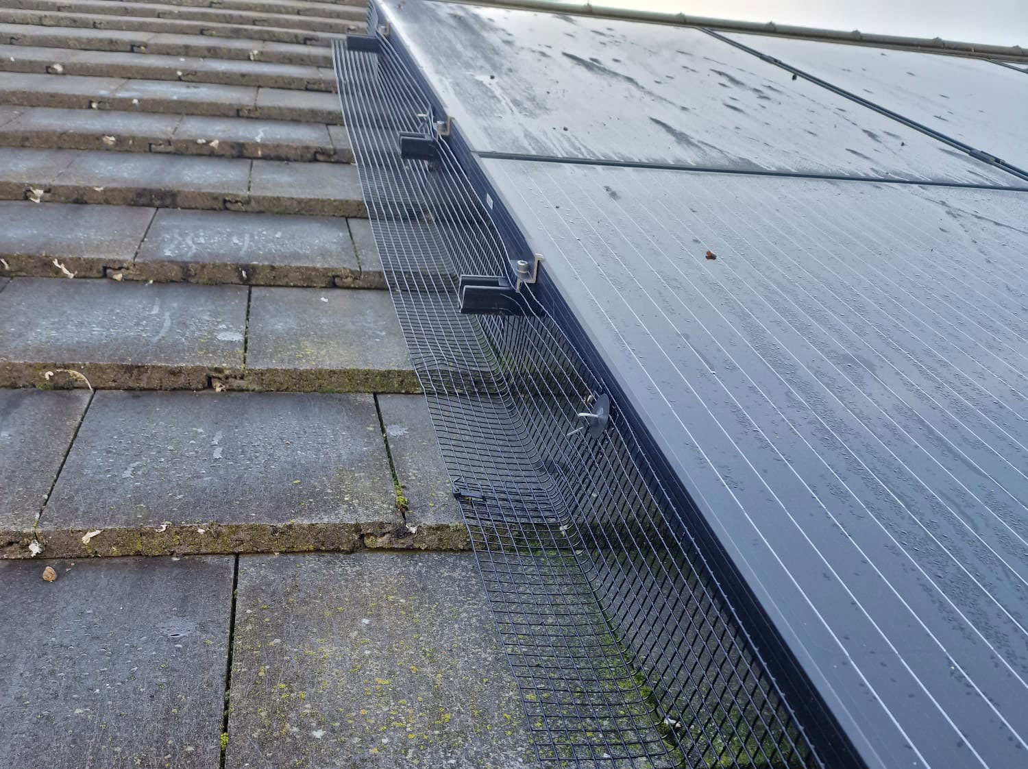 Protecting Solar Panels from Pigeons in Aspley