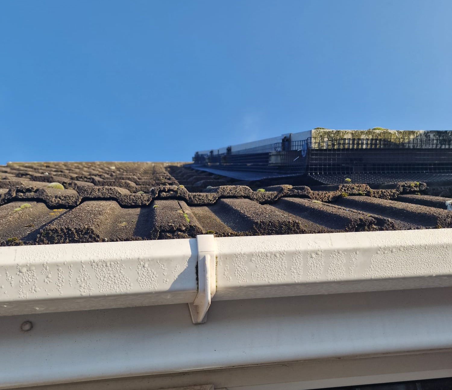 Protecting Solar Panels from Pigeons in Blidworth