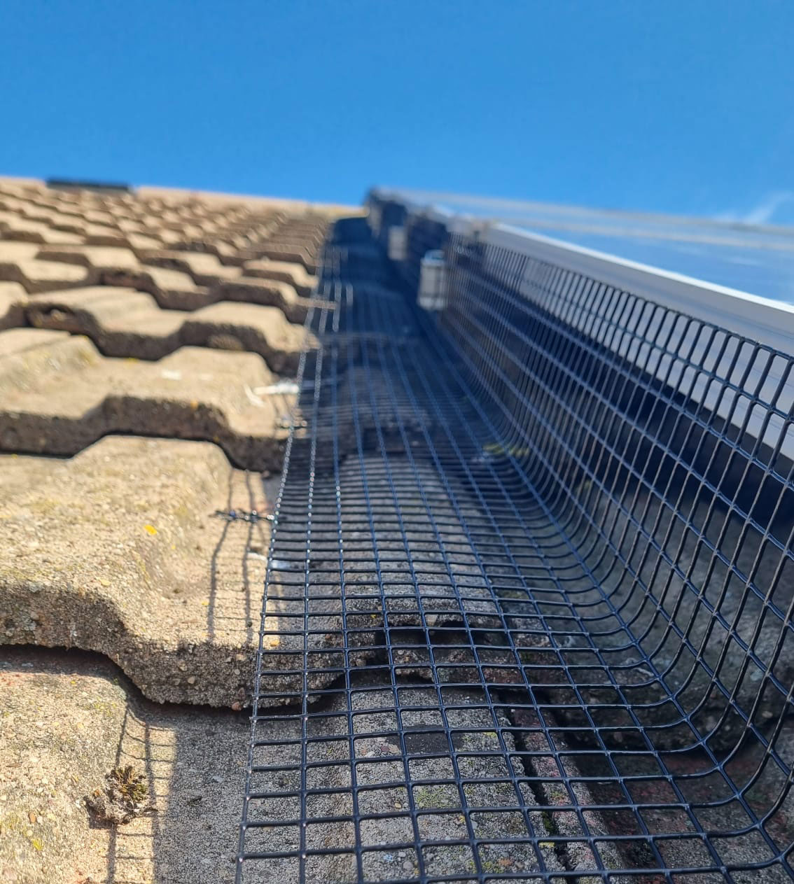 Chicken Wire Won't Deter Pigeons