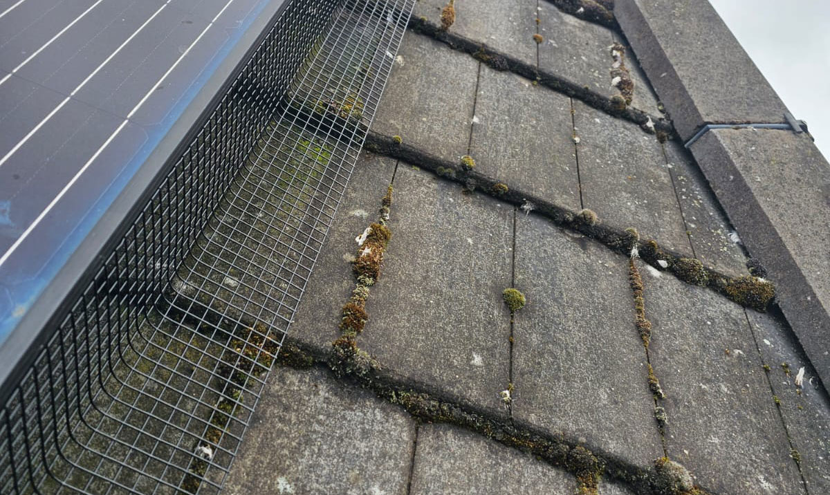 In+Basford+to+Protect+Solar+Panels+From+Pigeons