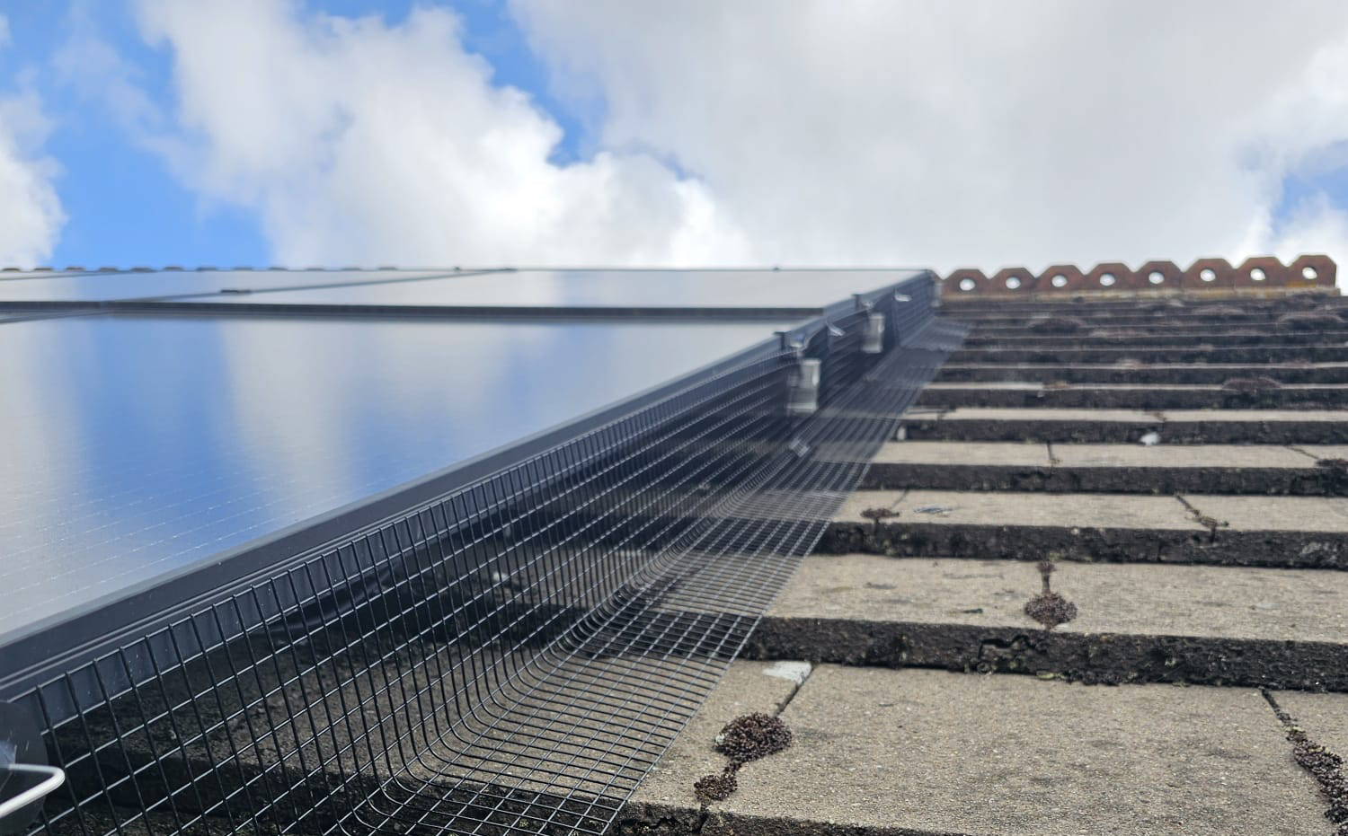 Protecting+Solar+Panels+From+Pigeons+In+Toton