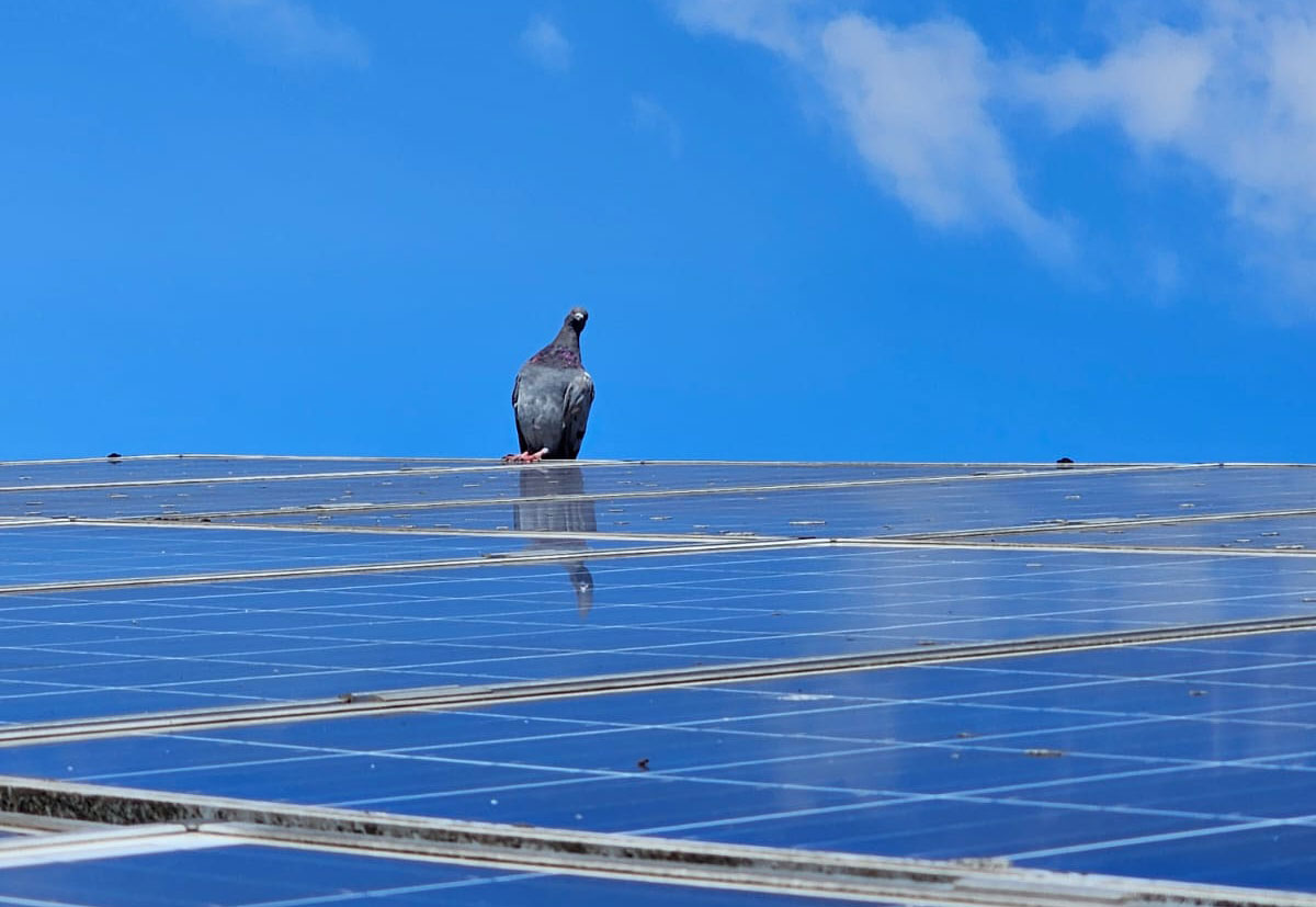 In West Bridgford To Protect Solar Panels From Pigeons