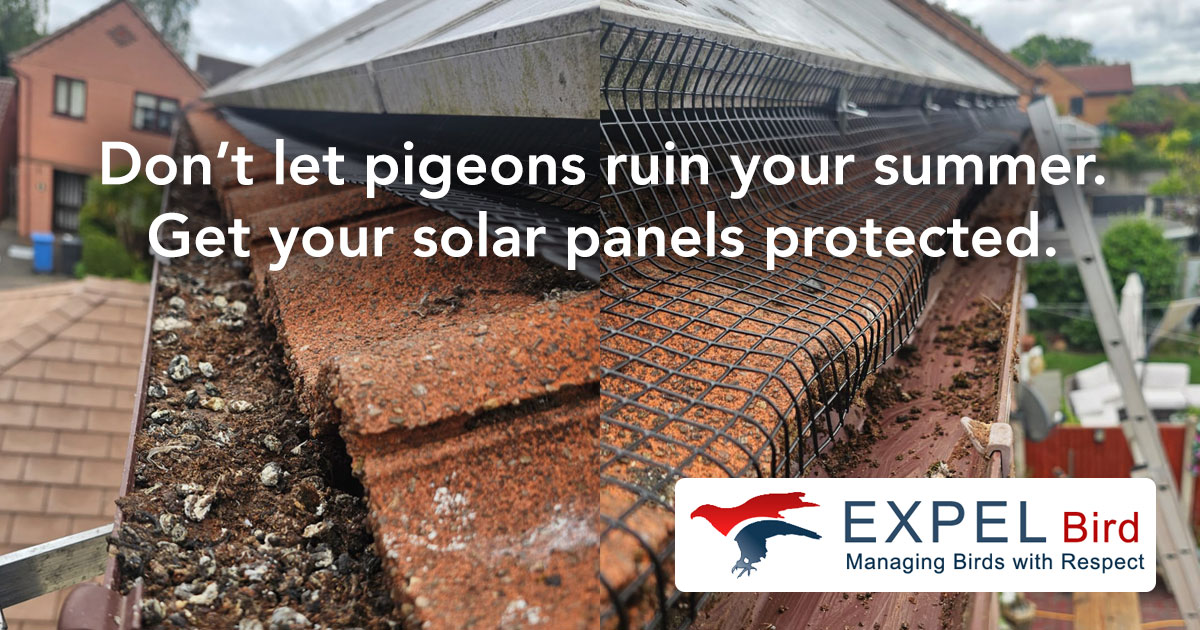 Bird+Proofing+and+Pigeon+Netting